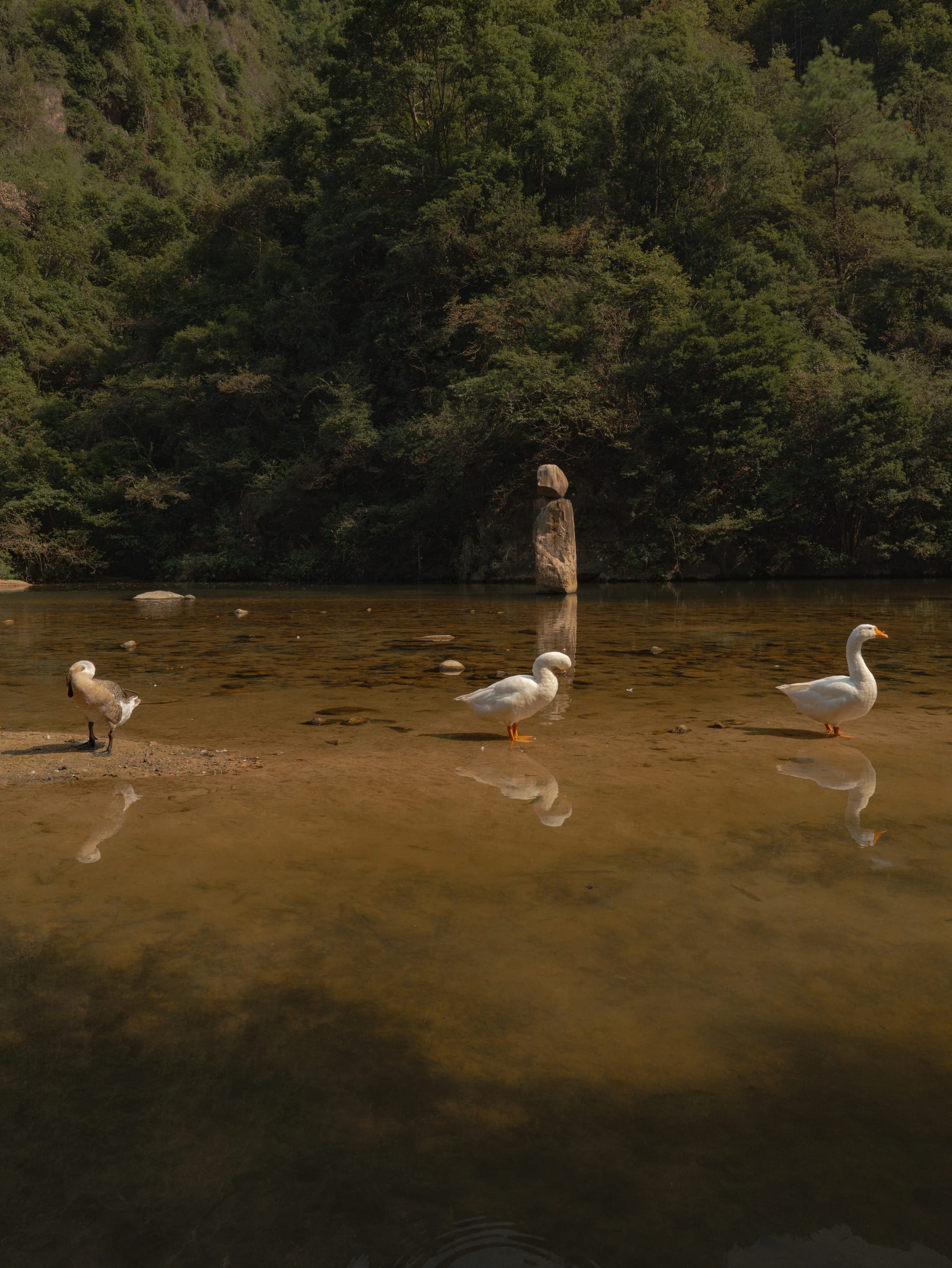 White ducks wading through brown shallows