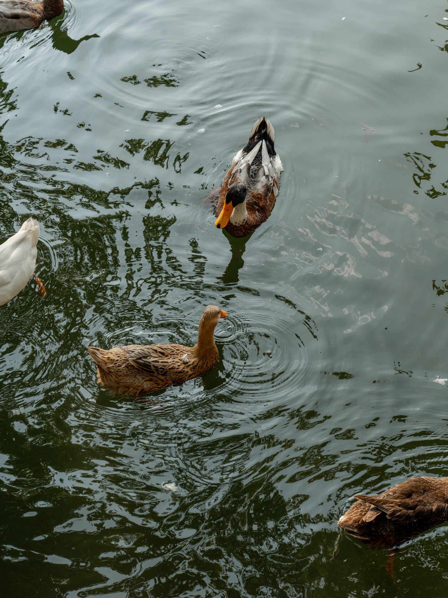 Ducks rippling a green pond