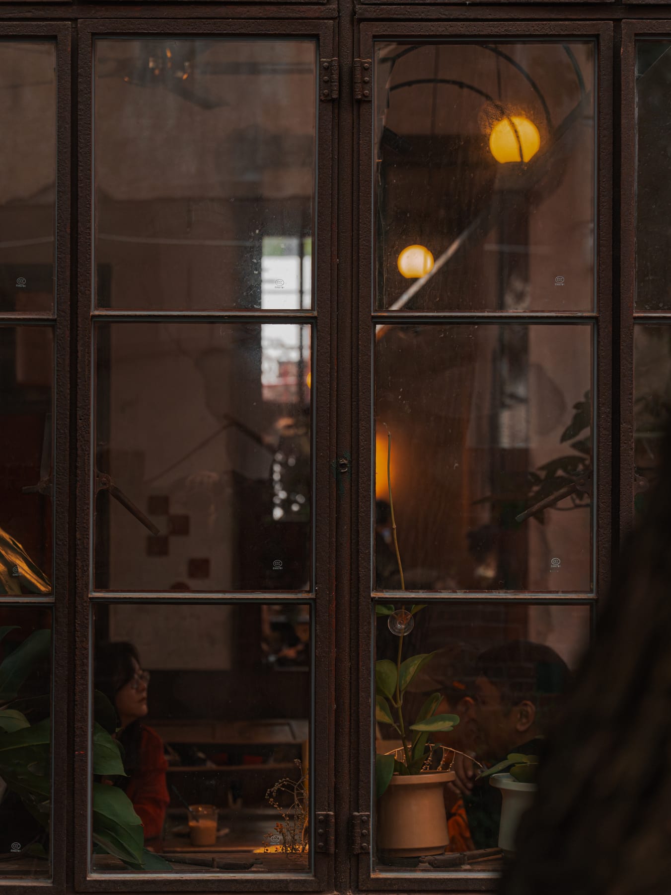 Plants on the steel-frame window sill