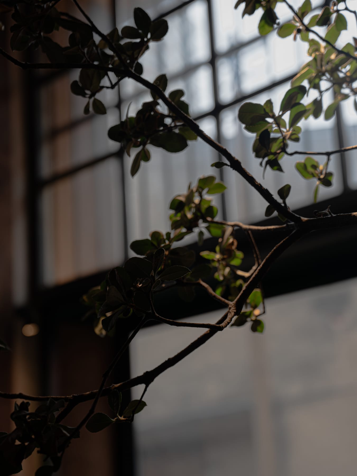 Tree branches silhouetted on the steel windows