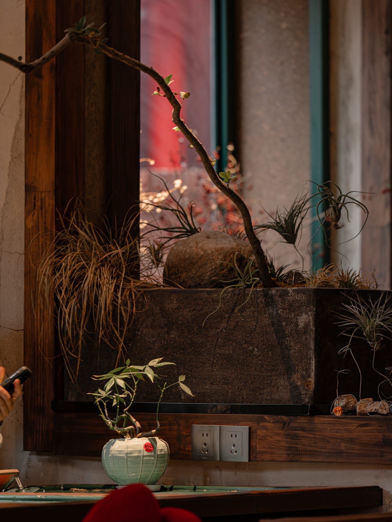 Red glow and plants by the window